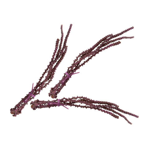 Oxblood Banana Stem Bunch - Set Of 3